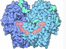 Glucose oxidase Glucose oxidase