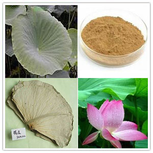 Lotus Leaf extract Lotus Leaf extract