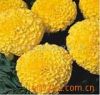 Zeaxanthin Zeaxanthin