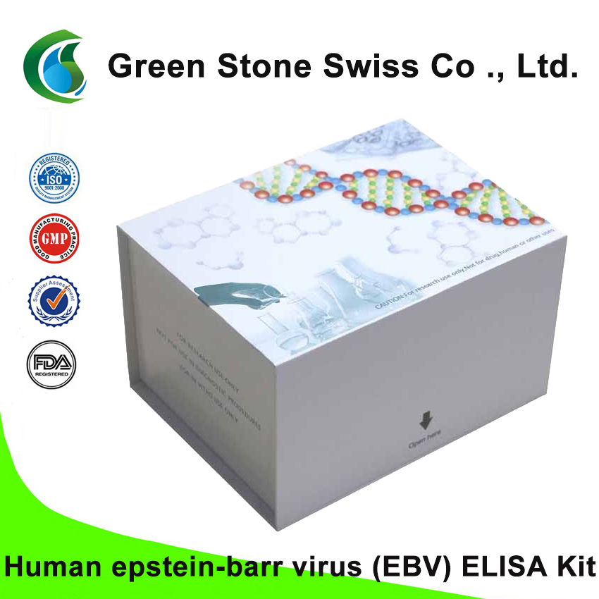 Human epstein-barr virus (EBV) ELISA Kit Human epstein-barr virus (EBV) ELISA Kit
