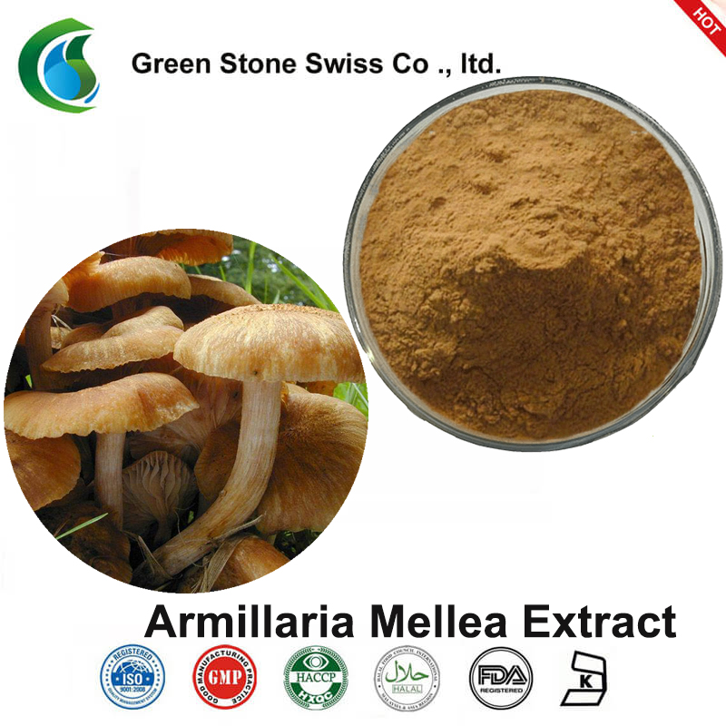 Armillaria Mellea Extract