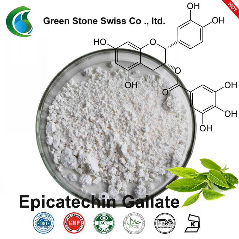 Epicatechin Gallate