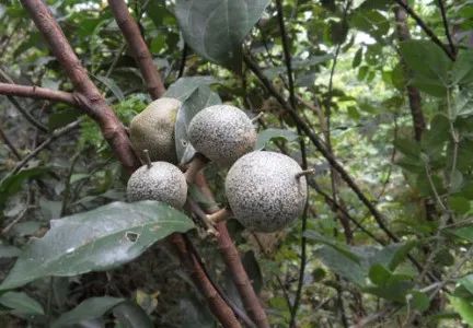 Ang matamis na protina na Brazzein ay natural na nangyayari sa African berry Pentadiplanndra brazzeana Baillon