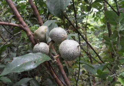 La protéine sucrée Brazzein est naturellement présente dans la baie africaine Pentadiplandra brazzeana Baillon