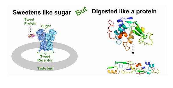 Sweet taste protein transmits sweet taste signal by binding to sweet taste cell receptor and digested as a protein